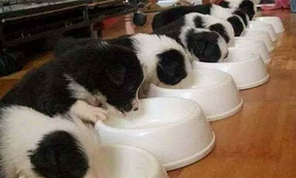 幼犬晚上在籠子里一直叫怎么辦