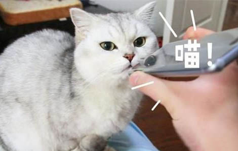 貓癬怎么樣會傳染給人？