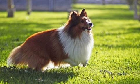 如何判斷狗狗是否得了犬瘟?