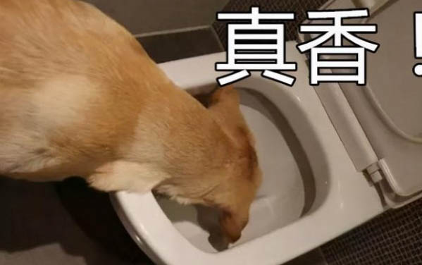 狗狗出生幾天過危險期