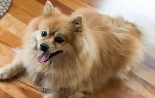 博美犬拉稀能自愈嗎