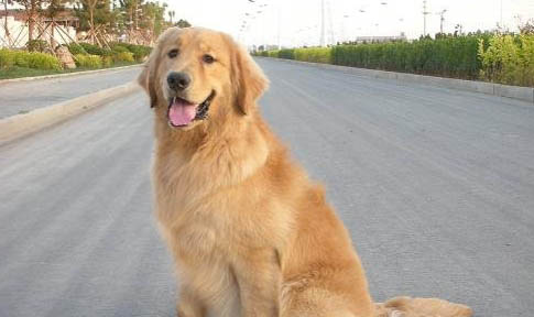 金毛犬的原產(chǎn)地在哪里