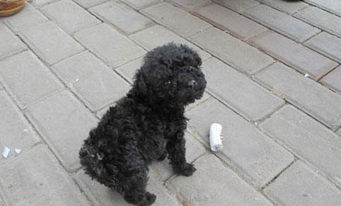 貴賓犬和雪納瑞哪個好養