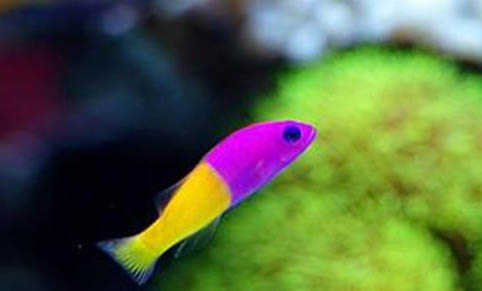 井水養魚怎么處理水