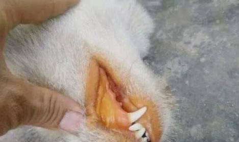 狗的鈣片貓可以吃嗎