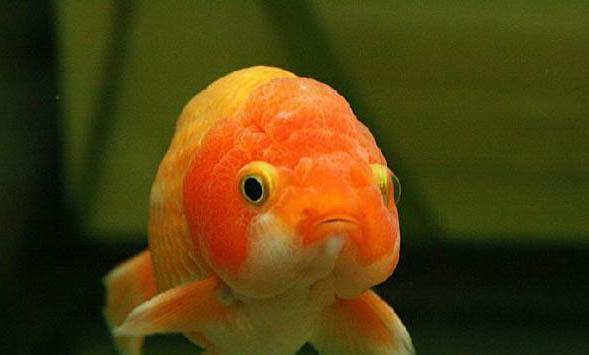 魚(yú)食有哪些種類