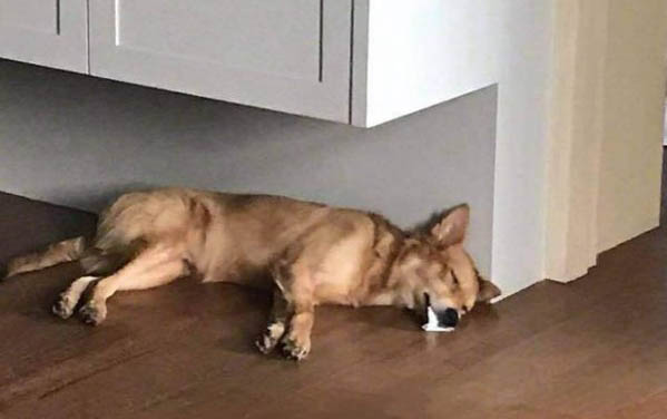 狗狗不能吃啥水果