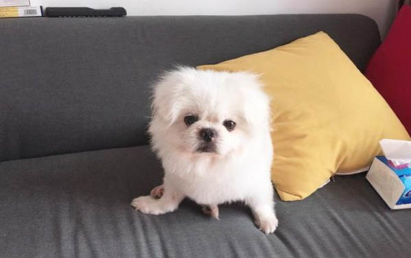 狗狗不能吃的東西清單