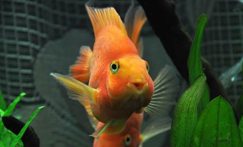 觀賞魚養殖技術