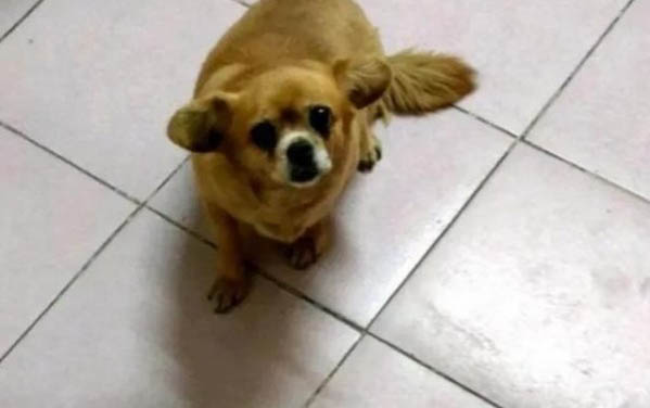 狗狗打完狂犬疫苗后多久能洗澡