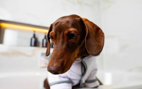 小狗狗得了犬瘟能活多久