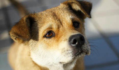 中華田園犬農村土狗有哪些品種