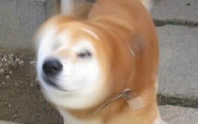 狗感冒怎么會昏迷不醒