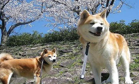 秋田犬性格優缺點