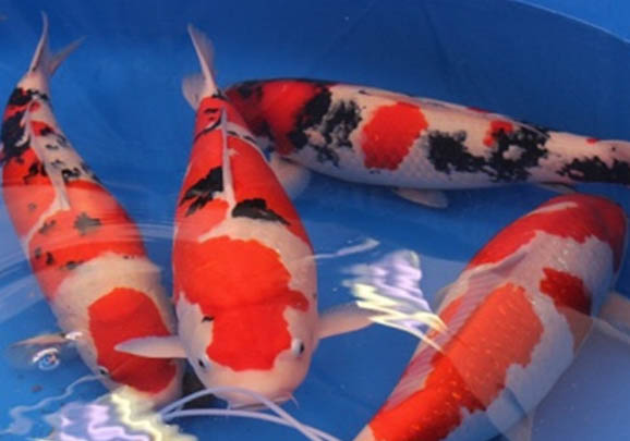 錦鯉魚一般幾天喂一次食