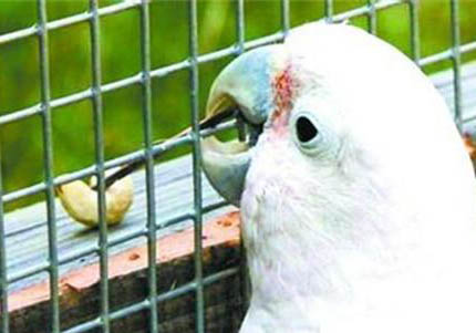 50天玄鳳鸚鵡保溫多少度
