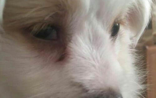 狗狗丟了半個(gè)月還能找到嗎