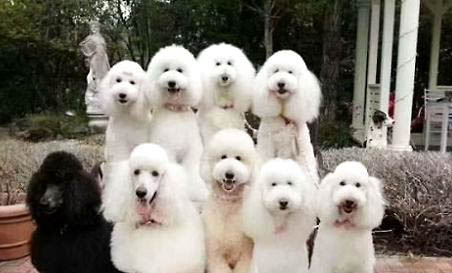 巨貴犬一天吃多少次合適