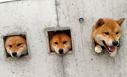 母柴犬幾個月可以配