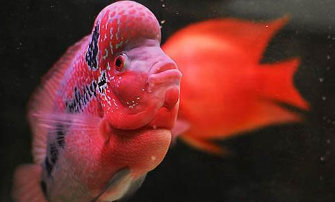 羅漢魚(yú)苗多大開(kāi)始起頭變色