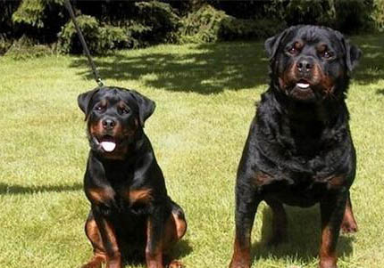 羅威納犬骨折癥狀有哪些