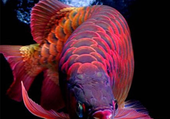 六角恐龍魚能不能混養(yǎng)