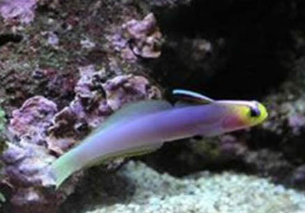 一般闖缸魚需要試幾天