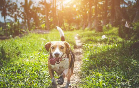 哪種小型犬好養(yǎng)又便宜