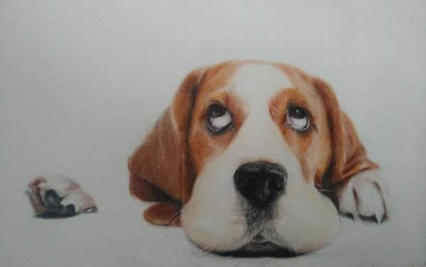 哪里有賣金毛犬
