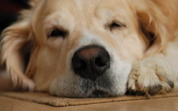 狗狗為什么會(huì)流眼淚
