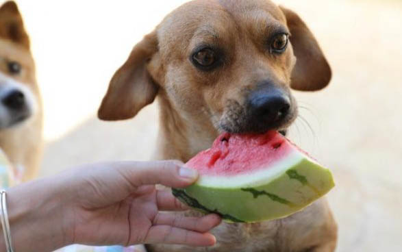 泰迪犬和比熊犬哪個(gè)好養(yǎng)