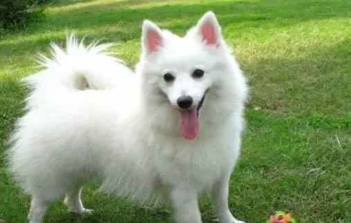 銀狐犬可以洗澡嗎
