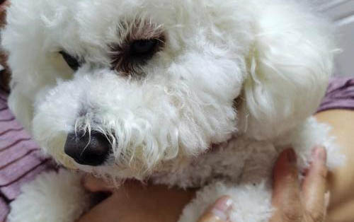 狗狗出生四天肚子脹咋辦