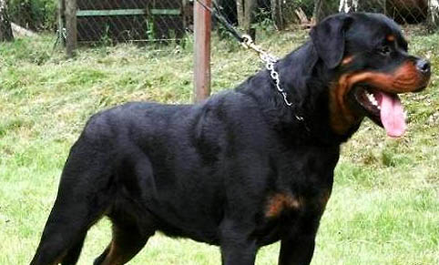 哪里有坎高犬出售
