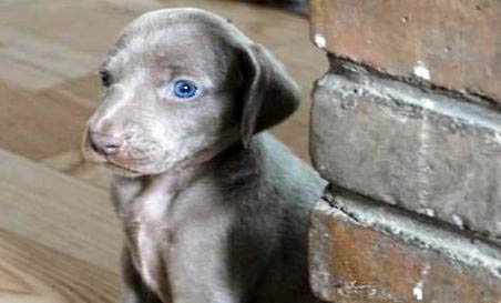 維希拉獵犬拉血便的原因及處理方法