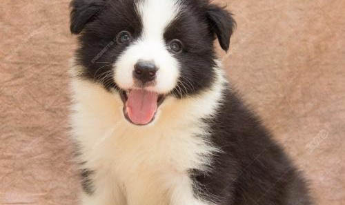 川東獵犬幼犬哪里有賣