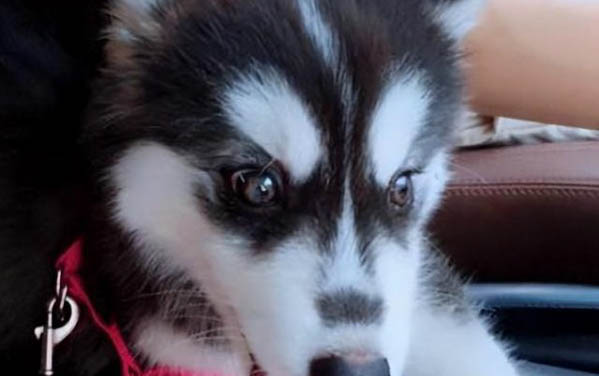 狗狗飼養常識