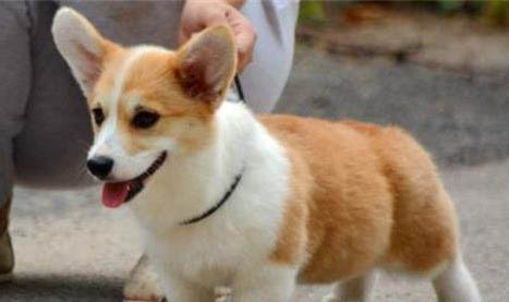 幼犬怎樣預防感冒