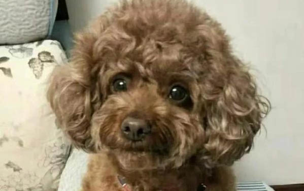 狗狗心肌炎型細小癥狀是什么