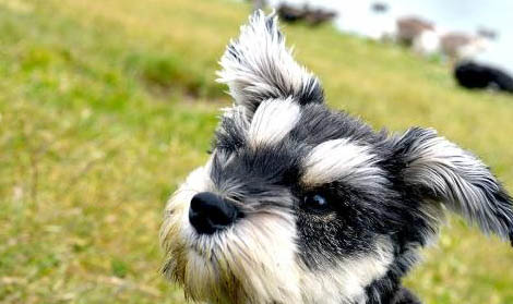 犬瘟熱站不起來