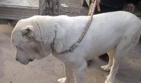 一般成年犬被傳染犬瘟要多久
