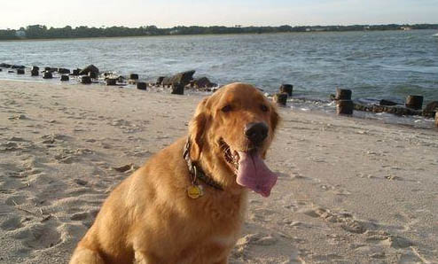 如何正確挑金毛犬狗糧視頻