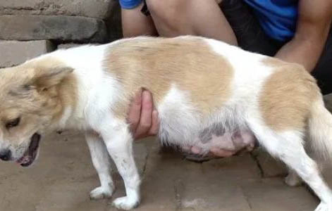 狗狗能不能吃豬肝