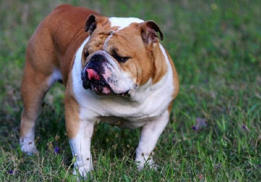 英國(guó)斗牛犬支氣管炎霧化效果怎么樣