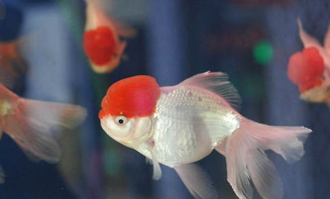 還有魚鱗判斷魚的年齡