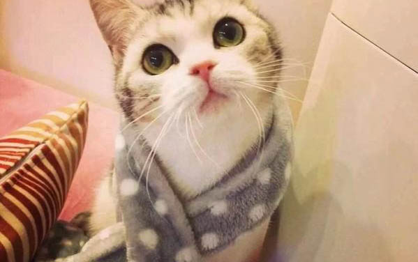 小貓扁平胸能活多久