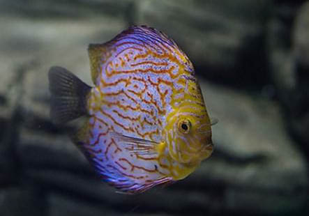 七彩神仙魚換水方法是什么