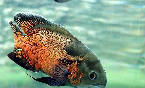 魚苗多久能長成大魚