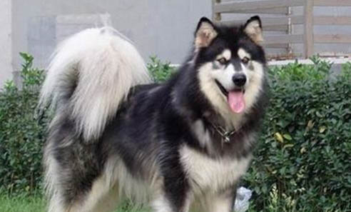 犬科動物和貓科動物哪個厲害