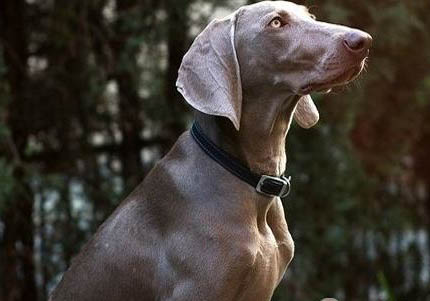 威瑪獵犬吐黃粘液的原因及處理方法